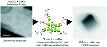 Graphical abstract: The influence of l-aspartic acid on calcium carbonate nucleation and growth revealed by in situ liquid phase TEM