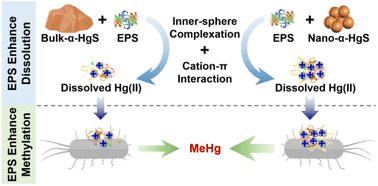 Graphical abstract: Extracellular polymeric substances enhance dissolution and microbial methylation of mercury sulfide minerals