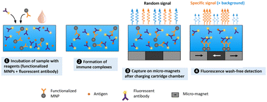 Graphical abstract: Magnetically localized and wash-free fluorescence immunoassay (MLFIA): proof of concept and clinical applications