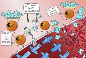 Graphical abstract: Copper nano-architecture topical cream for the accelerated recovery of burnt skin