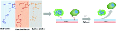 Graphical abstract: Benzothiazole-disulfide based redox-responsive polymers: facile access to reversibly functionalizable polymeric coatings