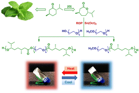 Graphical abstract: Injectable thermoresponsive hydrogels based on (Me)PEG–poly(menthide) amphiphilic block copolymers from bioderived lactone