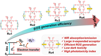 Graphical abstract: Acceptor engineering of metallacycles with high phototoxicity indices for safe and effective photodynamic therapy