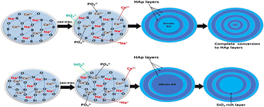 Graphical abstract: A review on borate bioactive glasses (BBG): effect of doping elements, degradation, and applications