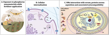 Graphical abstract: Multi-endpoint assessments for in vitro nano-bio interactions and uptake of biogenic phosphorus nanomaterials using HEK293 cells