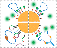 Graphical abstract: Design and bioanalytical applications of stochastic DNA walkers