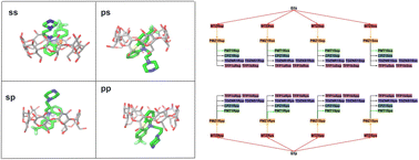 Graphical abstract: Taming multiple binding poses in alchemical binding free energy prediction: the β-cyclodextrin host–guest SAMPL9 blinded challenge