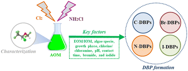 Graphical abstract: Algal organic matter as a disinfection by-product precursor during chlor(am)ination: a critical review