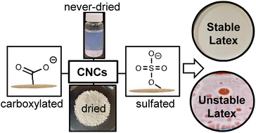 Graphical abstract: Influence of cellulose nanocrystal surface chemistry and dispersion quality on latex nanocomposite stability, film formation and adhesive properties