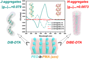 Graphical abstract: Chiral amplification induced by self-assembly of different aggregation states in liquid crystal block copolymer films with chiral response