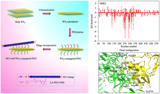 Graphical abstract: Shape complementarity processes for ultrashort-burst sensitive M13–PEG–WS2-powered MCF-7 cancer cell sensors