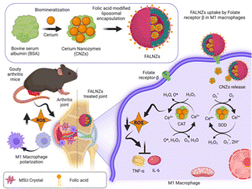 Graphical abstract: Targeted treatment of gouty arthritis by biomineralized metallic nanozyme-mediated oxidative stress-mitigating nanotherapy