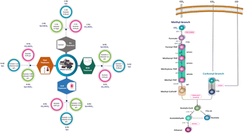 Graphical abstract: Syngas fermentation to ethanol: CODH/AdhE1 gene expression and microbial community dynamics