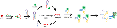 Graphical abstract: DNAzyme-mediated fluorescence signal variation of DNA-Ag nanoclusters and construction of an aptasensor for ATP