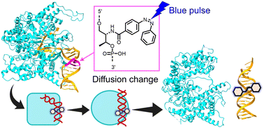 Graphical abstract: Reaction and interaction dynamics of azobenzene-tethered DNA with T7 RNA polymerase
