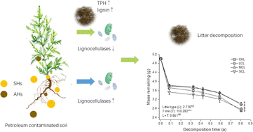 Graphical abstract: Potential effects of soil petroleum contamination on decomposition of Artemisia annua plant litter