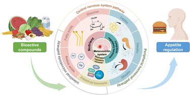 Graphical abstract: Bioactive compounds regulate appetite through the melanocortin system: a review