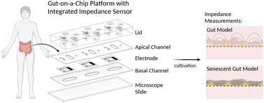 Graphical abstract: Sensor-integrated gut-on-a-chip for monitoring senescence-mediated changes in the intestinal barrier