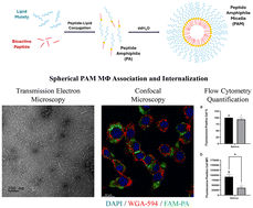 Graphical abstract: Vasoactive intestinal peptide amphiphile micelle material properties influence their cell association and internalization