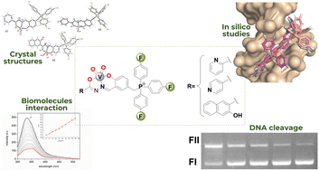 Graphical abstract: Zwitterionic dioxidovanadium(v) complexes containing fluorinated triphenylphosphonium ligands: structure and biomacromolecule studies