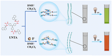Graphical abstract: Fluoride binding-modulated supramolecular chirality of urea-containing triarylamine and its photo-manifestation