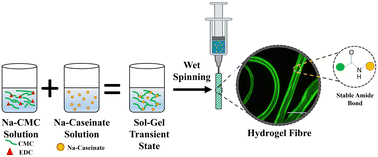 Graphical abstract: Wet spinning of sodium carboxymethyl cellulose–sodium caseinate hydrogel fibres: relationship between rheology and spinnability