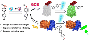 Graphical abstract: Sulfur–tetrazine as highly efficient visible-light activatable photo-trigger for designing photoactivatable fluorescence biomolecules