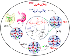 Graphical abstract: Development of a novel polyelectrolyte complex nanocomposite of modified chitosan and karaya gum for co-delivery of 5-fluorouracil and curcumin for cancer therapy