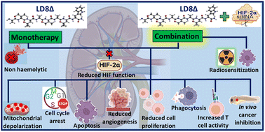 Graphical abstract: Designed gramicidin-inspired stabilized peptide-based therapeutics to potentiate immunotherapy against aggressive kidney cancer