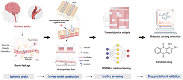 Graphical abstract: An ischemic stroke-on-a-chip model integrated with machine learning for screening of drug candidates