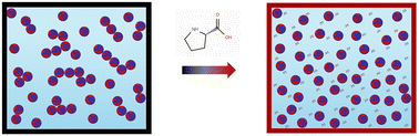 Graphical abstract: Proline stabilizes amphiphilic gold nanoparticles via hydrophobic interactions