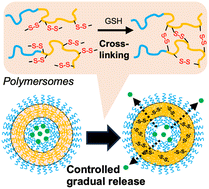 Graphical abstract: Creation of polymersomes with changes in the membrane structure via disulfide crosslinking under reductive conditions for controlled gradual cargo release