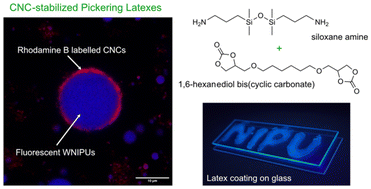 Graphical abstract: Cellulose nanocrystals as stabilizers for waterborne fluorescent non-isocyanate polyurethane latexes