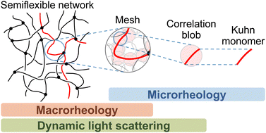 Graphical abstract: Characterizing semiflexible network structure of wormlike micelles by dynamic techniques