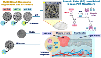 Graphical abstract: Multi-stimuli-responsive degradable boronic ester-crosslinked e-spun nanofiber wound dressings