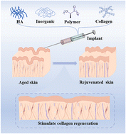 Graphical abstract: Recent progress of dermal implants for aged skin rejuvenation: a review