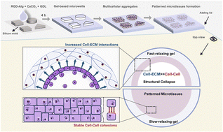 Graphical abstract: Engineering patterned tumor microtissues in 3D microwells via stress relaxation-regulated cell–matrix interactions