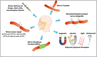 Graphical abstract: Facial nerve pathology: emerging strategies for regeneration and functional restoration