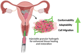 Graphical abstract: Toward next-generation therapies for intrauterine adhesions: a perspective on granular hydrogel systems