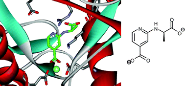 Graphical abstract: Inhibition of chorismate-utilising enzymes by 2-amino-4-carboxypyridine and 4-carboxypyridone and 5-carboxypyridone analogues