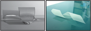 Graphical abstract: Curling instability induced by swelling