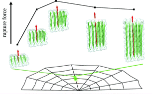 Graphical abstract: Force distribution determines optimal length of β-sheet crystals for mechanical robustness