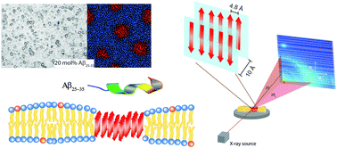 Graphical abstract: Amyloid-β25–35 peptides aggregate into cross-β sheets in unsaturated anionic lipid membranes at high peptide concentrations