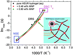 Graphical abstract: Multi-stage freezing of HEUR polymer networks with magnetite nanoparticles