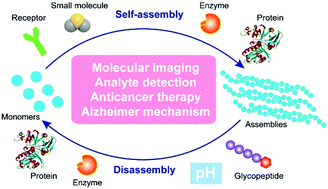 Graphical abstract: Supramolecular catalysis and dynamic assemblies for medicine