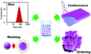 Graphical abstract: Universal selection rule for surfactants used in miniemulsion processes for eco-friendly and high performance polymer semiconductors