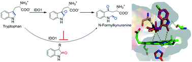 Graphical abstract: Synthesis and evaluation of oxindoles as promising inhibitors of the immunosuppressive enzyme indoleamine 2,3-dioxygenase 1