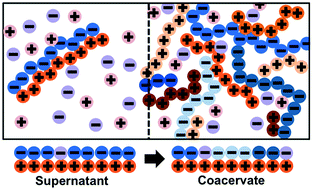 Graphical abstract: Tuning chain interaction entropy in complex coacervation using polymer stiffness, architecture, and salt valency