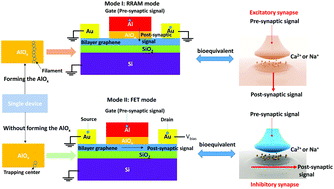 Graphical abstract: A novel artificial synapse with dual modes using bilayer graphene as the bottom electrode