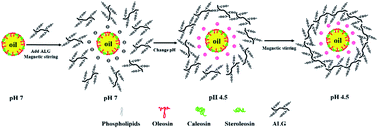 Graphical abstract: Effect of sodium alginate on the stability of natural soybean oil body emulsions